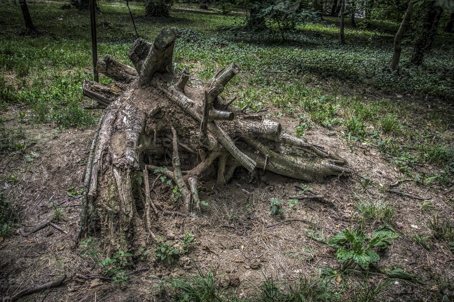 en trädstubbe i parken Sumice i Belgrad foto