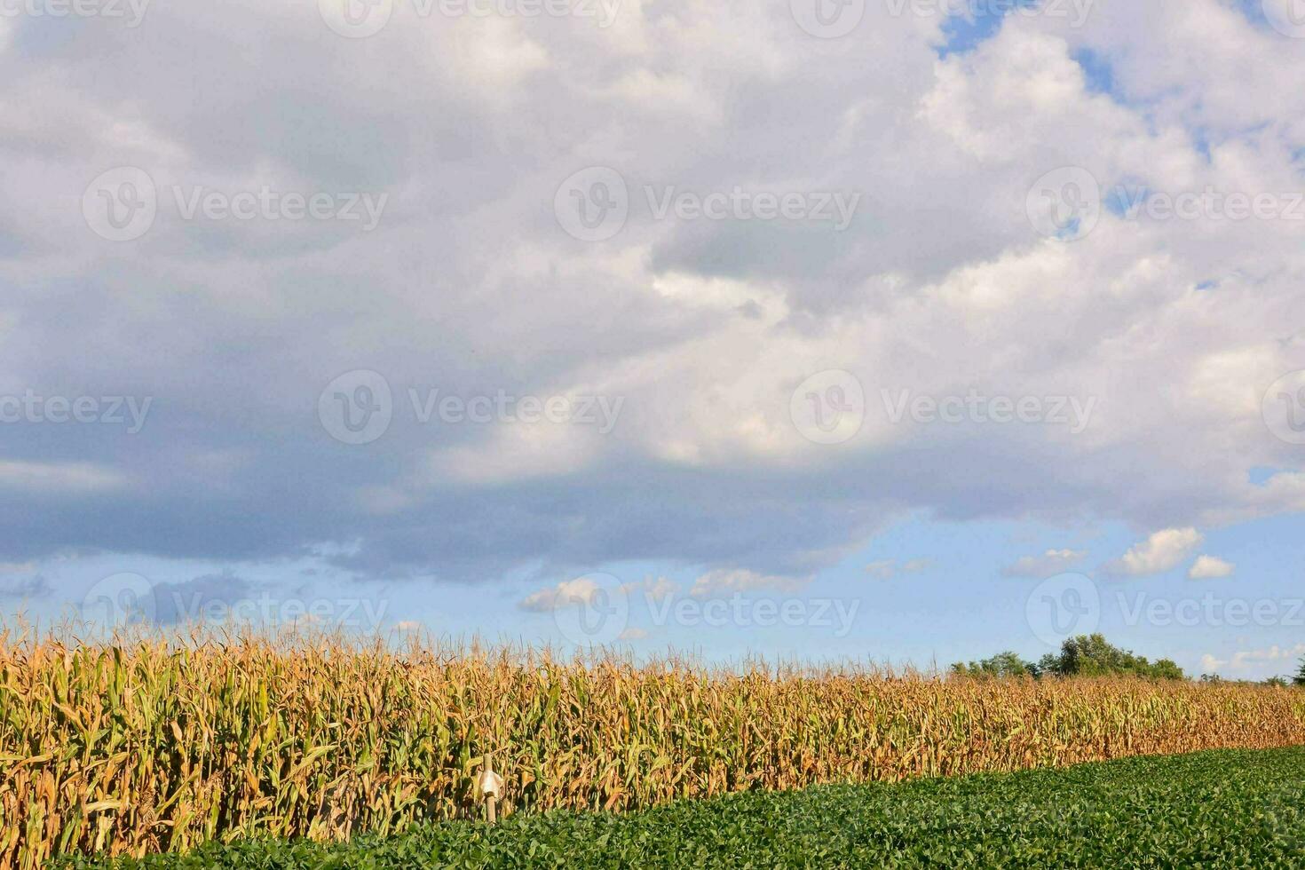 en majs fält med en blå himmel och moln foto