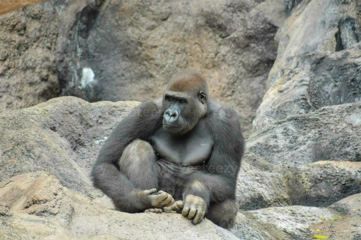 en gorilla Sammanträde på en sten i en Zoo foto