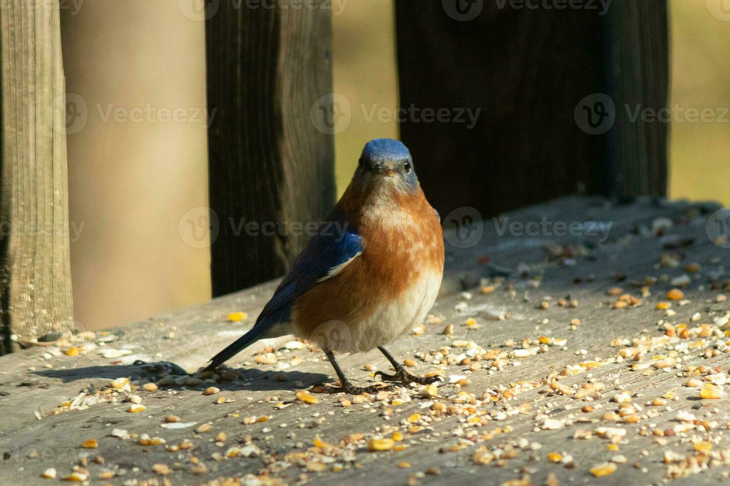 detta liten blåsångare stod på de brun trä- styrelser av de däck omgiven i fågelfrö. hans rostig orange och vit mage stå ut mot hans blå vingar på de fåglar tillbaka med liten svart ögon. foto