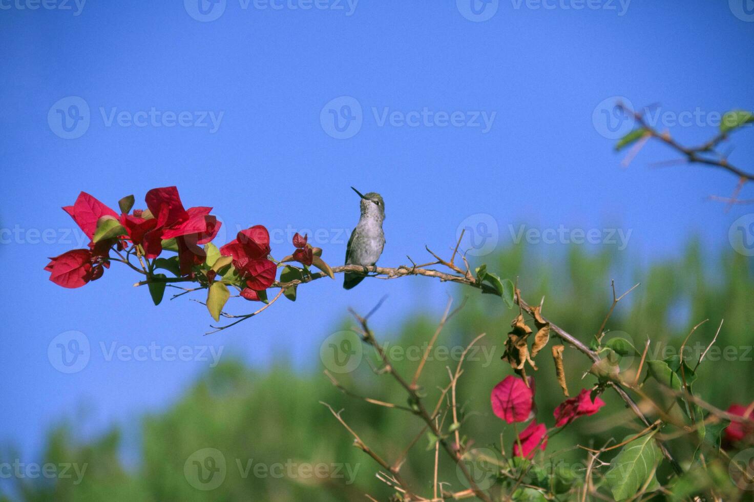 catalina ö kolibri foto