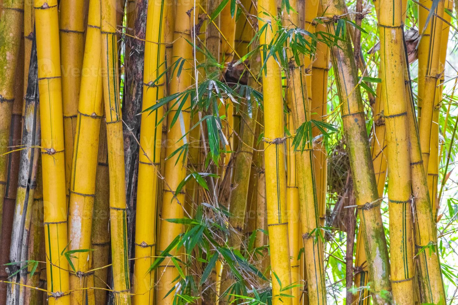 grön gul bambu träd tropisk skog san jose costa rica. foto