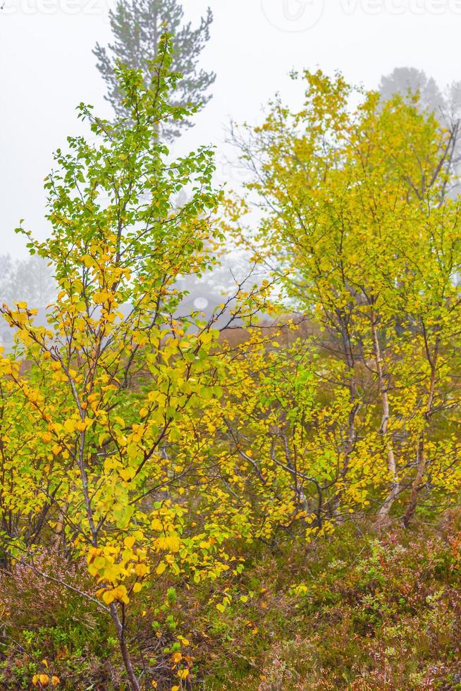 björkträd berg och grumligt dimmigt naturlandskap hovden norge. foto