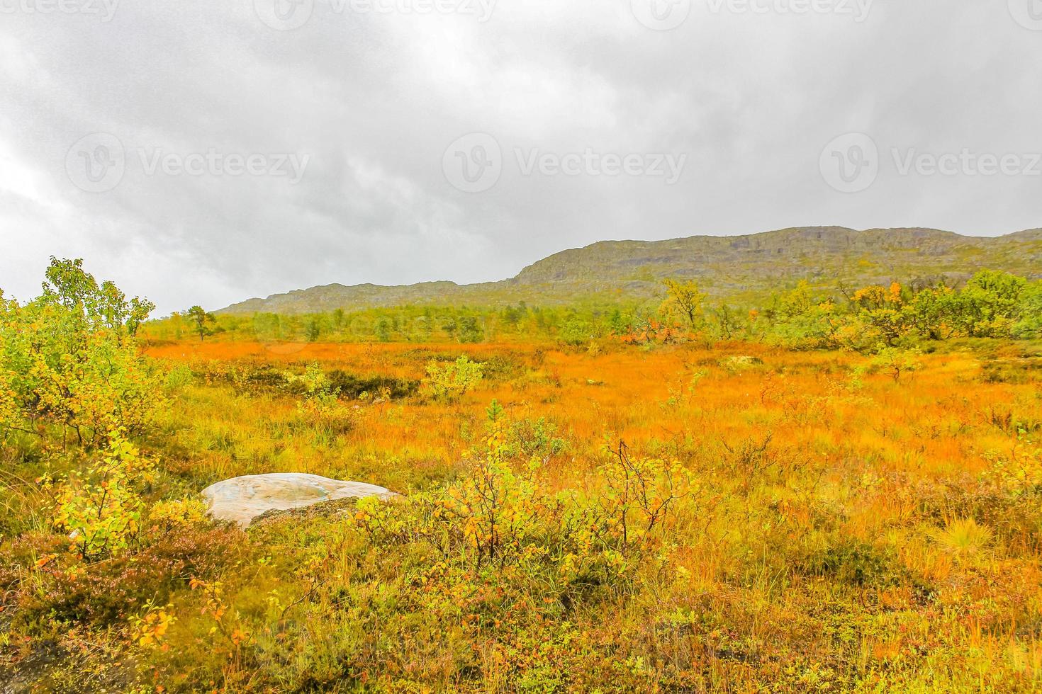 björkträd berg och grumligt dimmigt naturlandskap hovden norge. foto