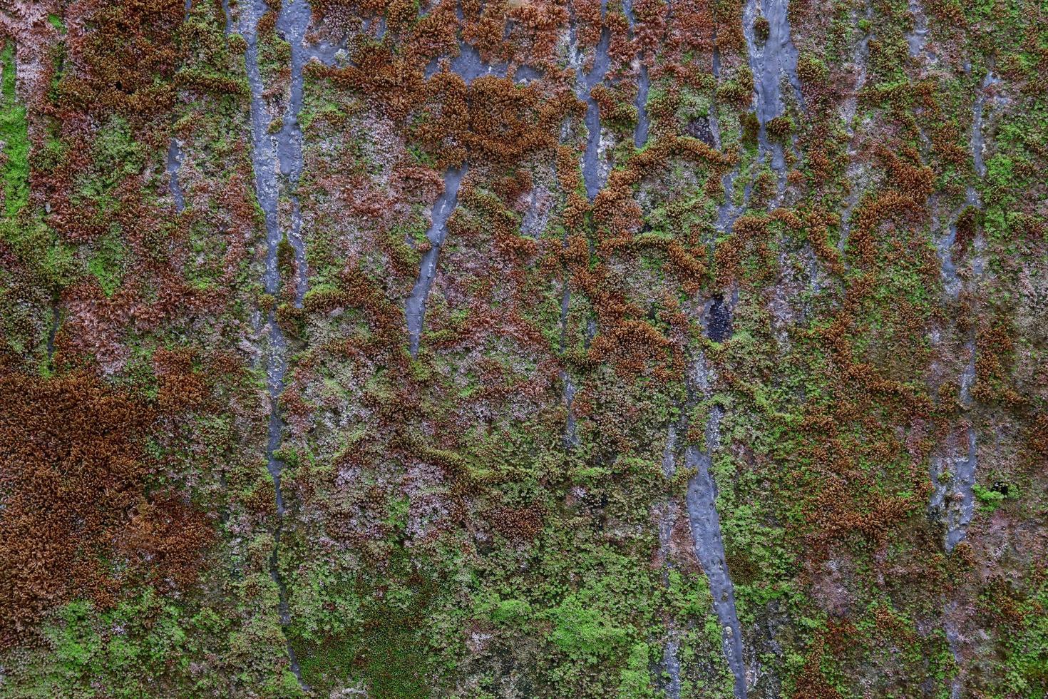 närbild av grön mossstruktur på den gamla väggen för bakgrund foto