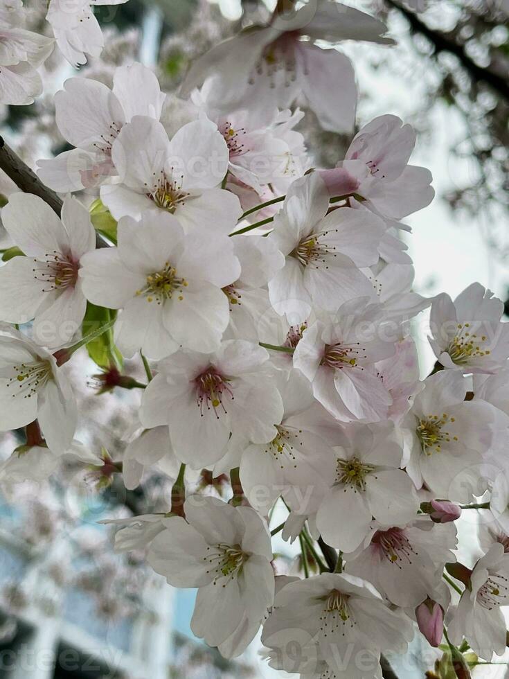 blomning körsbär träd stänga upp se foto