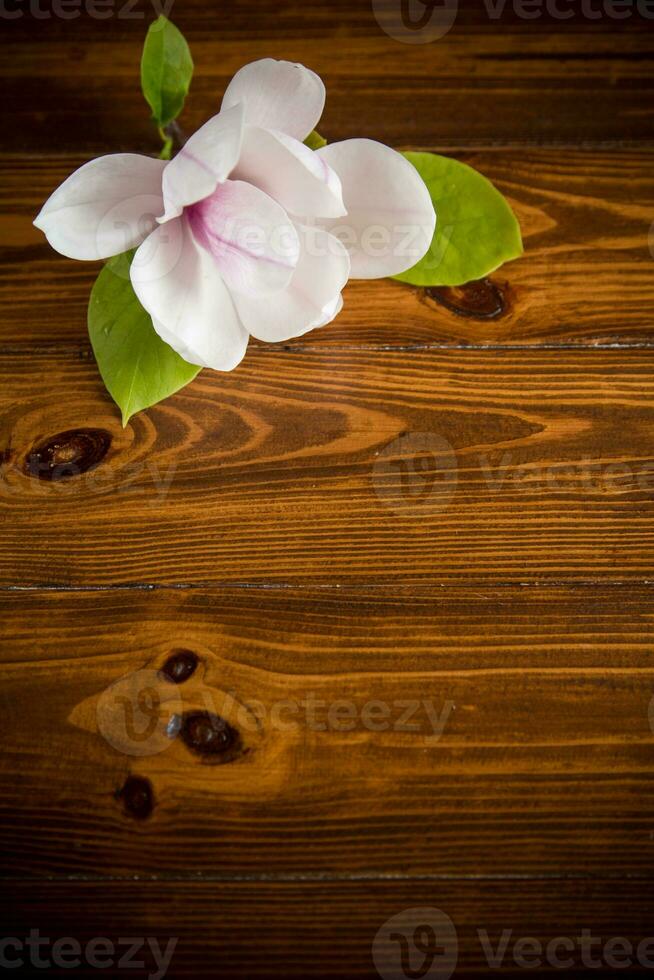 ett rosa blomma på en gren av blomning magnolia på en trä- tabell foto