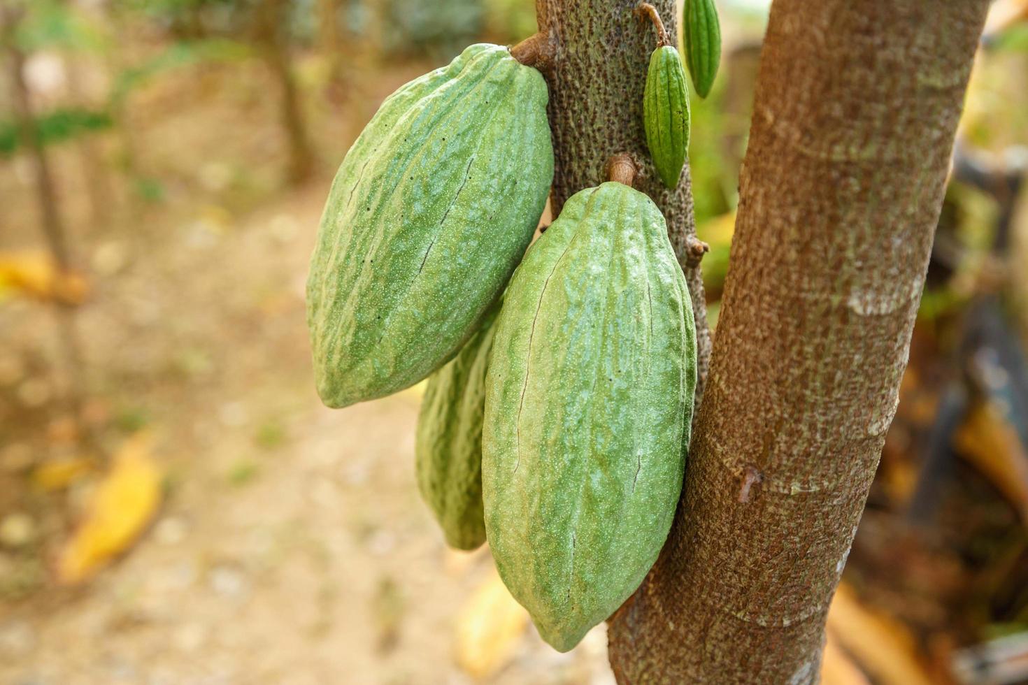 färska gröna oskördade kakaopulver foto