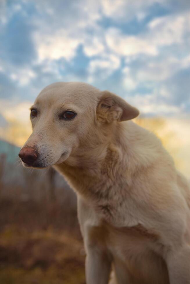 oskyldig skön hund foto