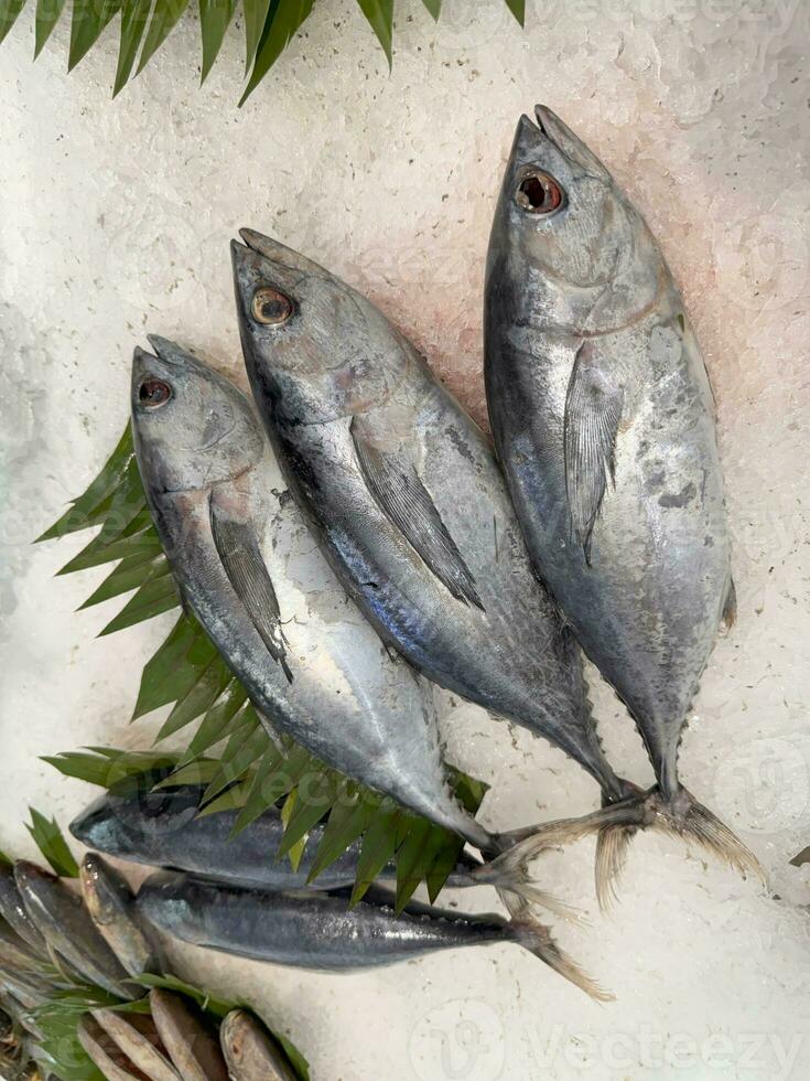tonfisk makrill fisk färsk i de is, lokal- producera fisk, japansk katsuo fisk, eller bonito tonfisk eller cakalang eller tongkol foto