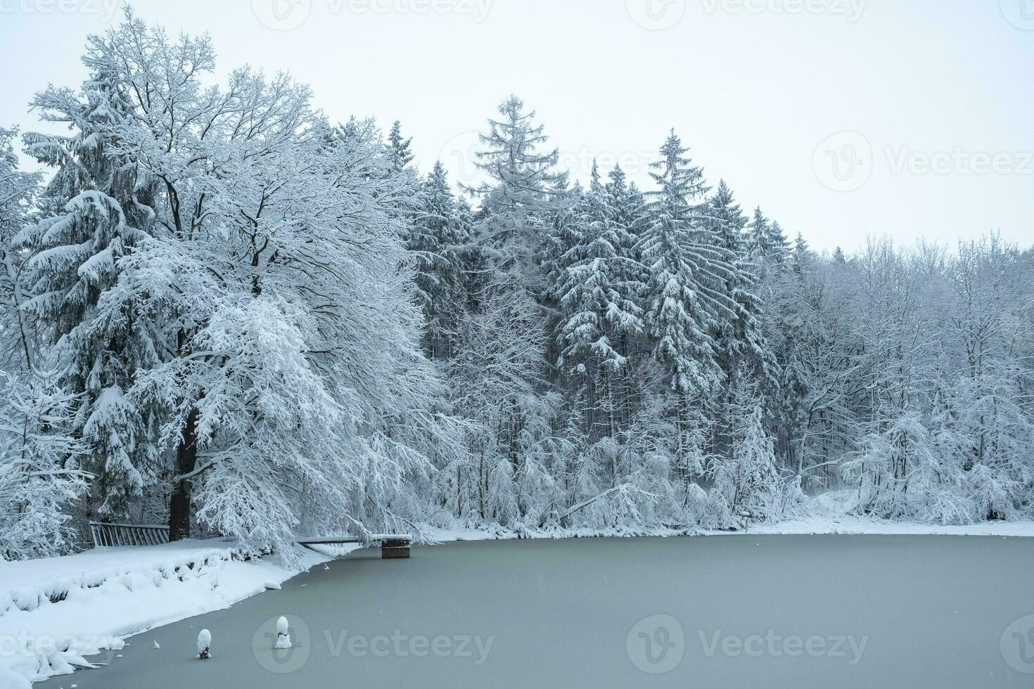 snöig träd och frysta damm i de skogen. vinter- i de skog. foto