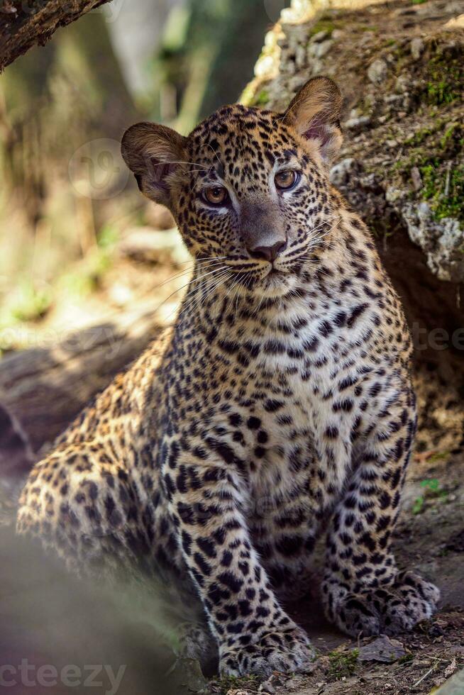 sri lankanska leopard Valp, panthera pardus kotiya foto