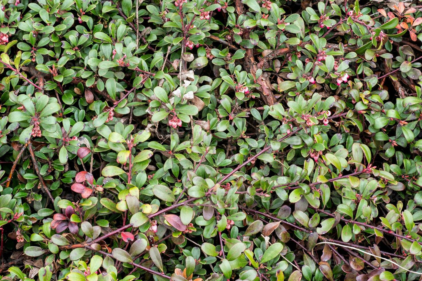 växt med medicinsk egenskaper. löv arctostaphylos uva-ursi foto