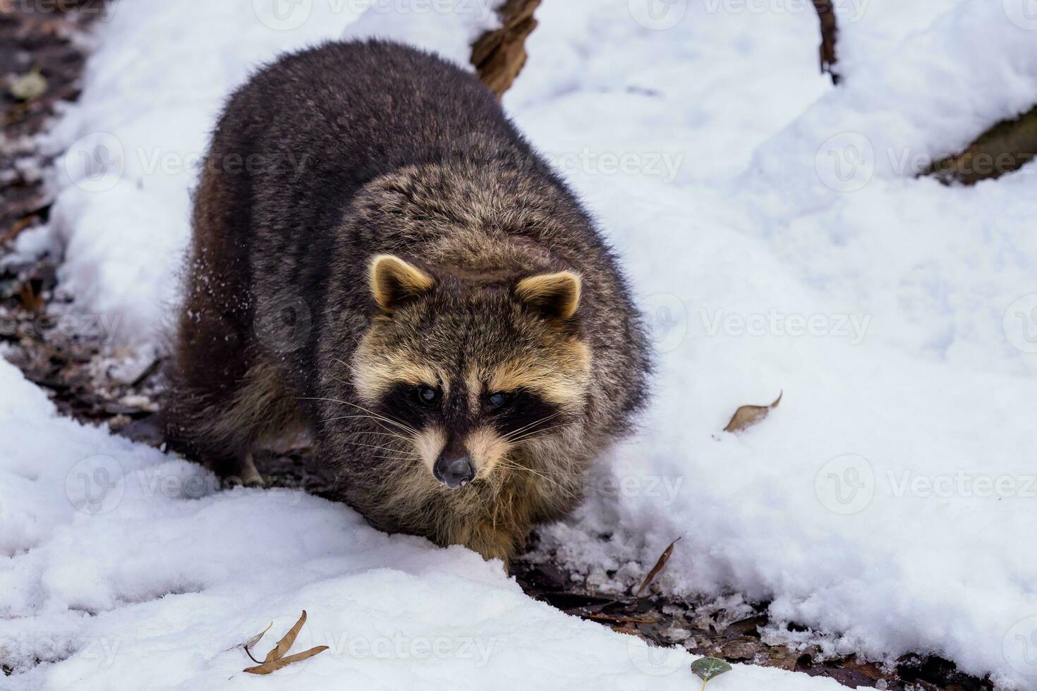 tvättbjörn, procyon lotor i vinter. också känd som de norr amerikan tvättbjörn. foto