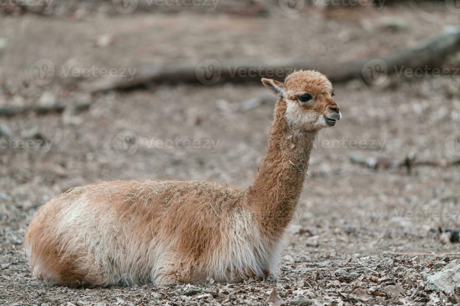 ung alpacka, vicugna pacos liggande på de jord foto