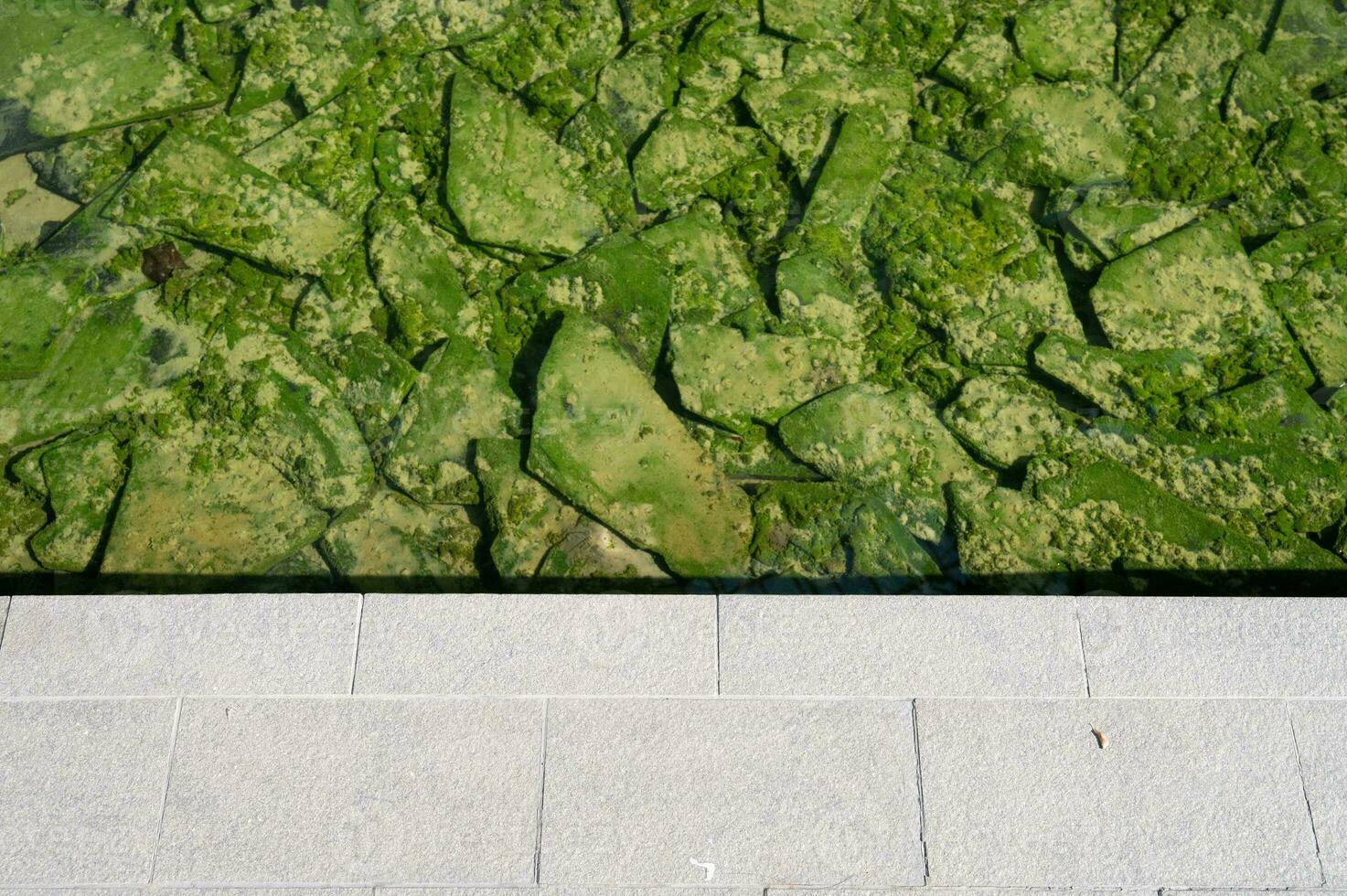 frodig grön blad textur bakgrund, naturens invecklad detaljer, perfekt för eko-tema mönster och vibrerande koncept.fängslande grön blad textur bakgrund. foto