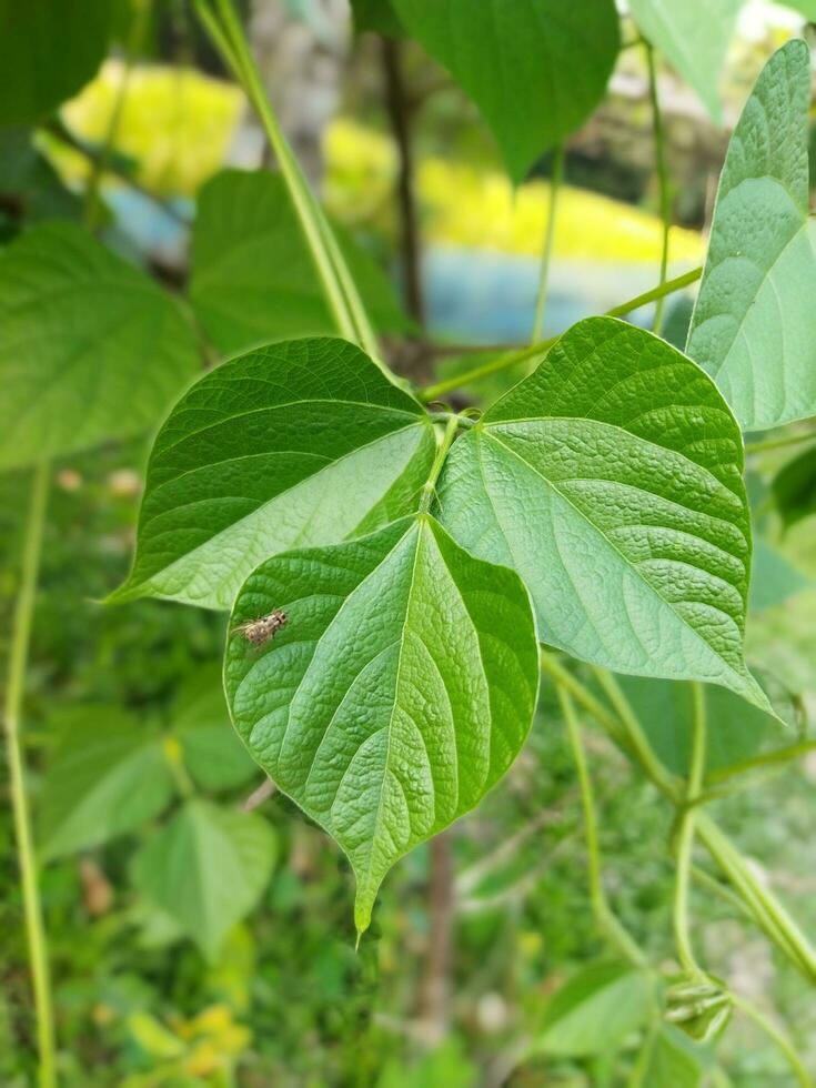 skön löv, ny grön löv är täckt med skön natur till se på foto