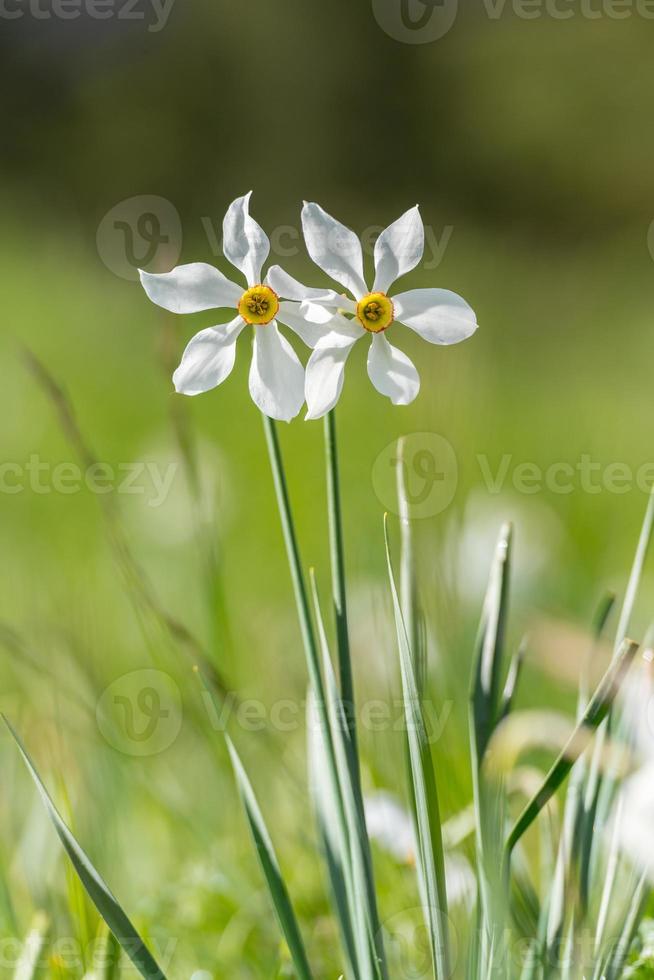 grandalla. narcissus poeticus symbolisk blomma av andorra foto