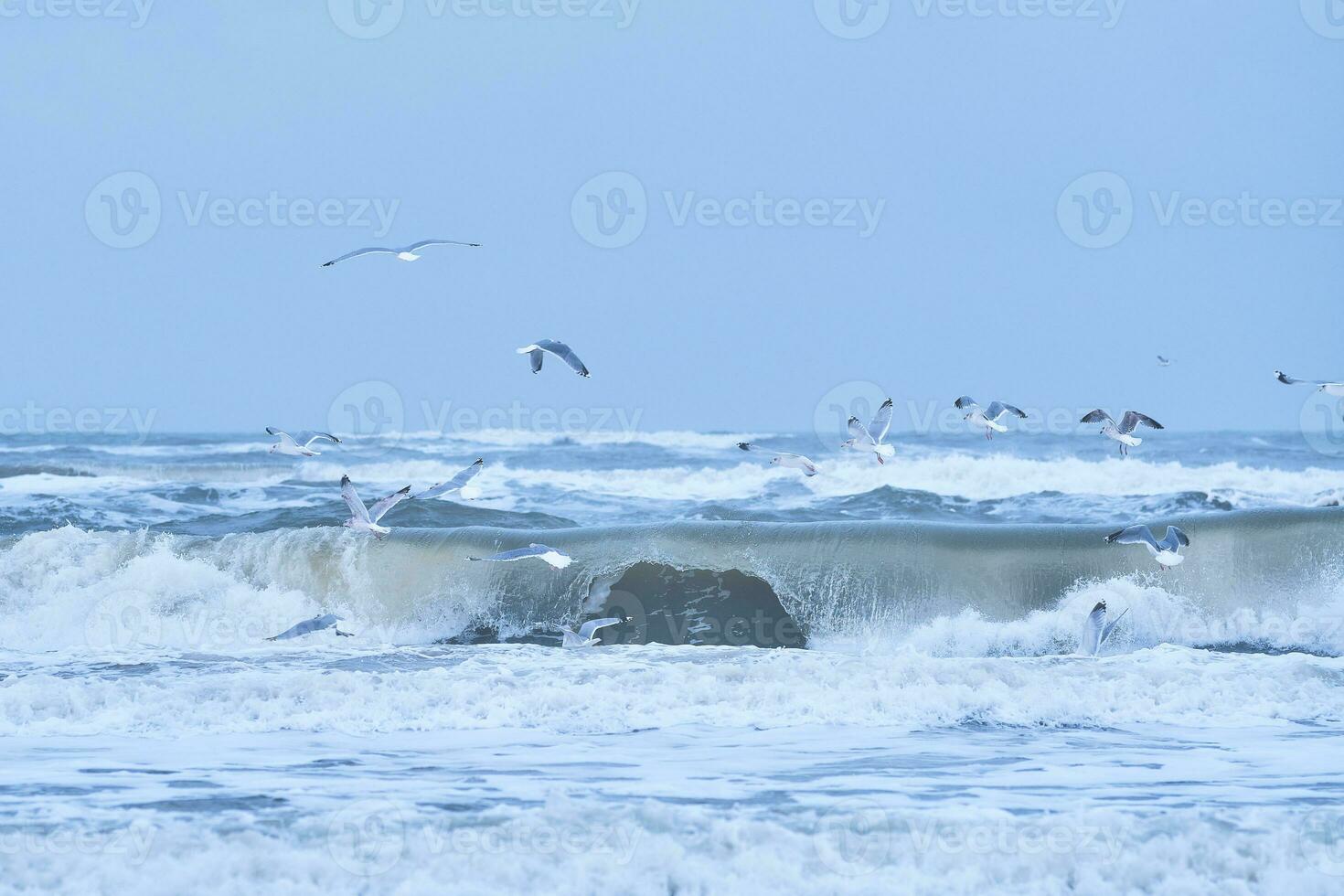 seagulls över stormig nordlig hav foto