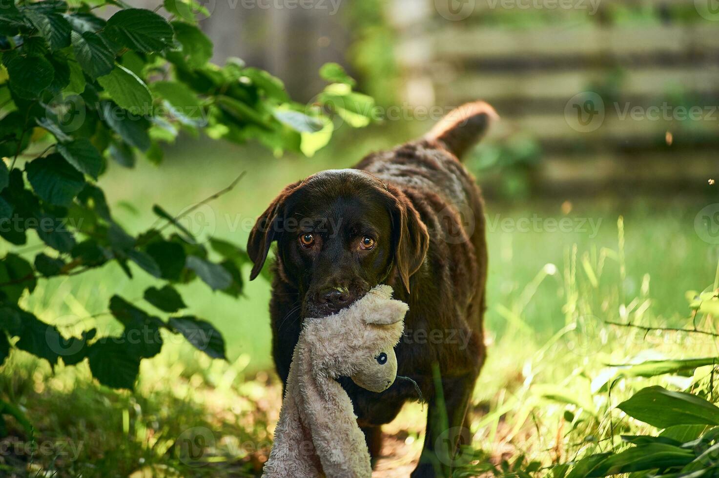 hund bärande plysch leksak foto