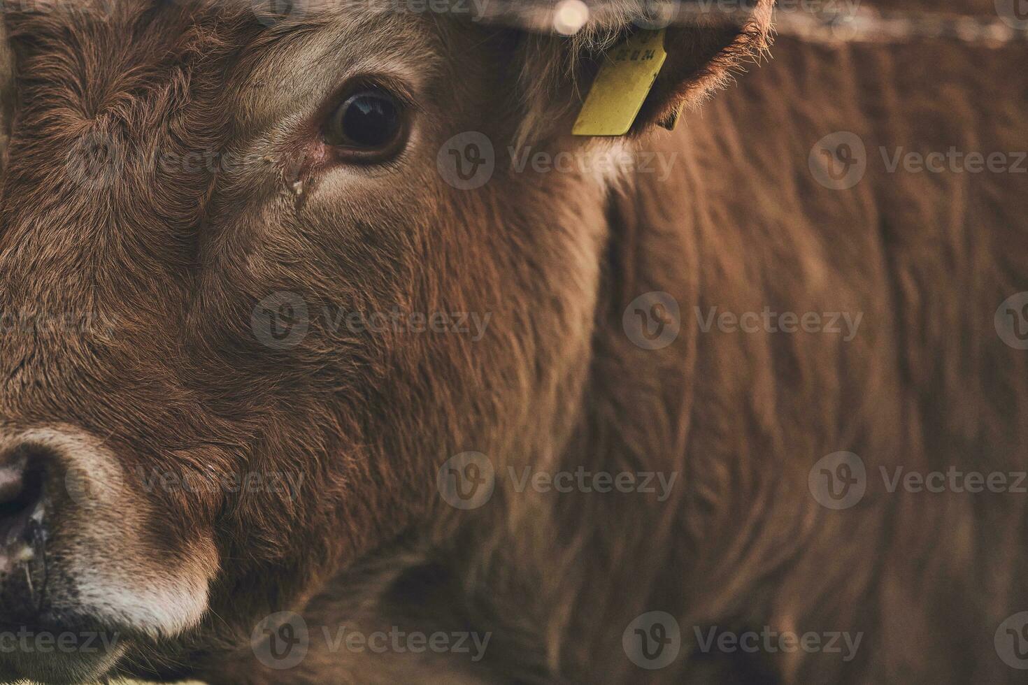 brun angus ko detalj öga foto