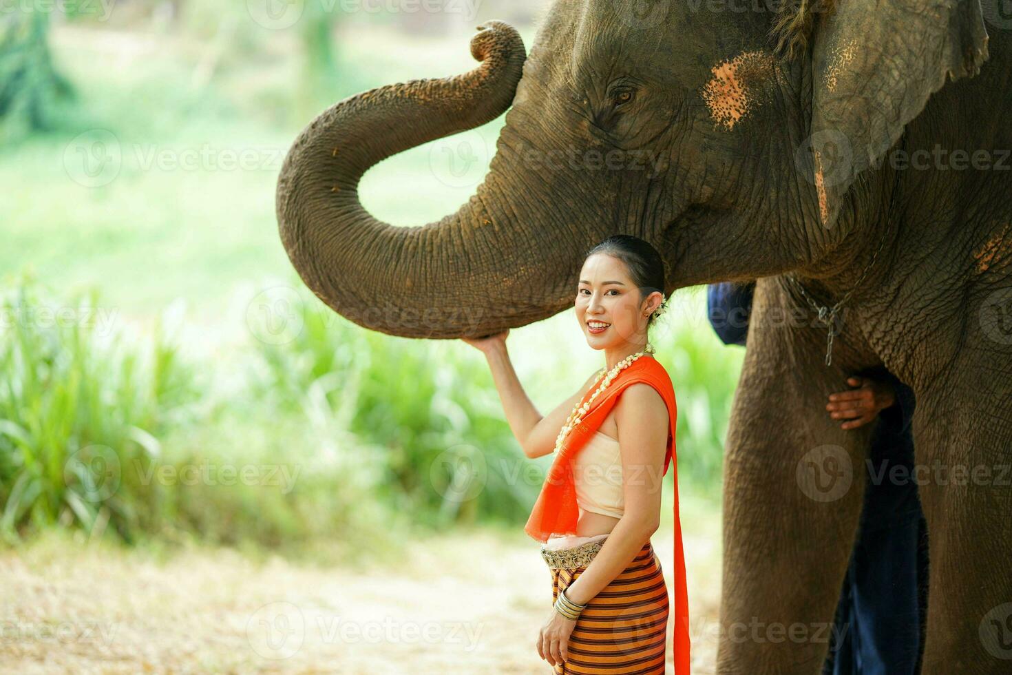 porträtt av skön lantlig thai kvinna ha på sig thai nordlig traditionell klänning för phot skjuta med trunk av asiatisk elefant på suddig bakgrund. foto
