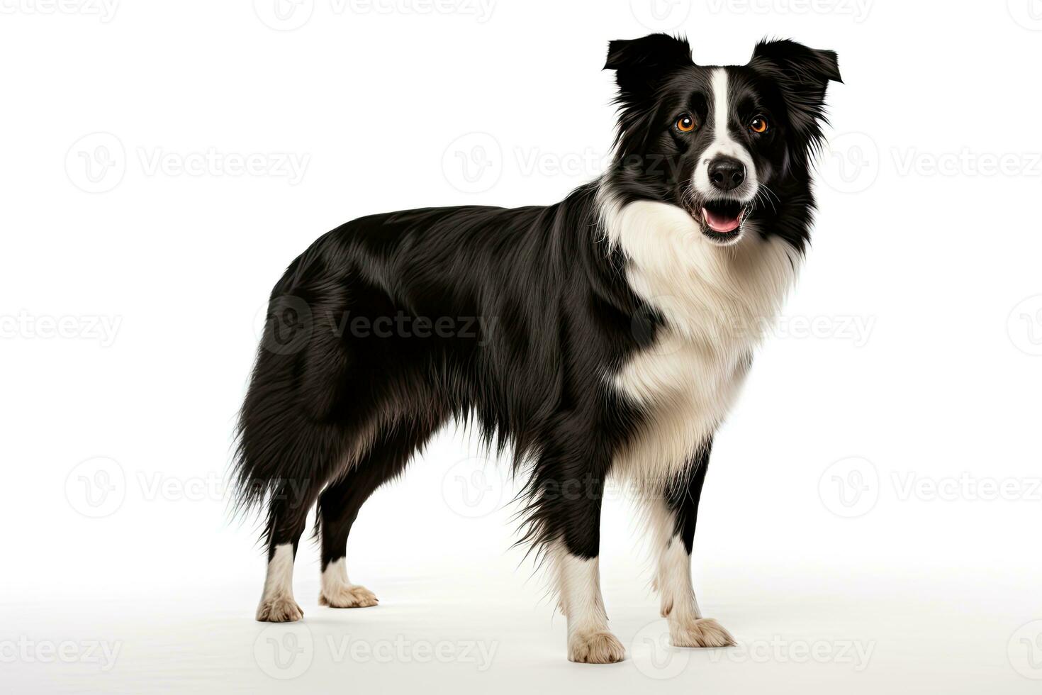 ai genererad realistisk gräns collie ClipArt foto