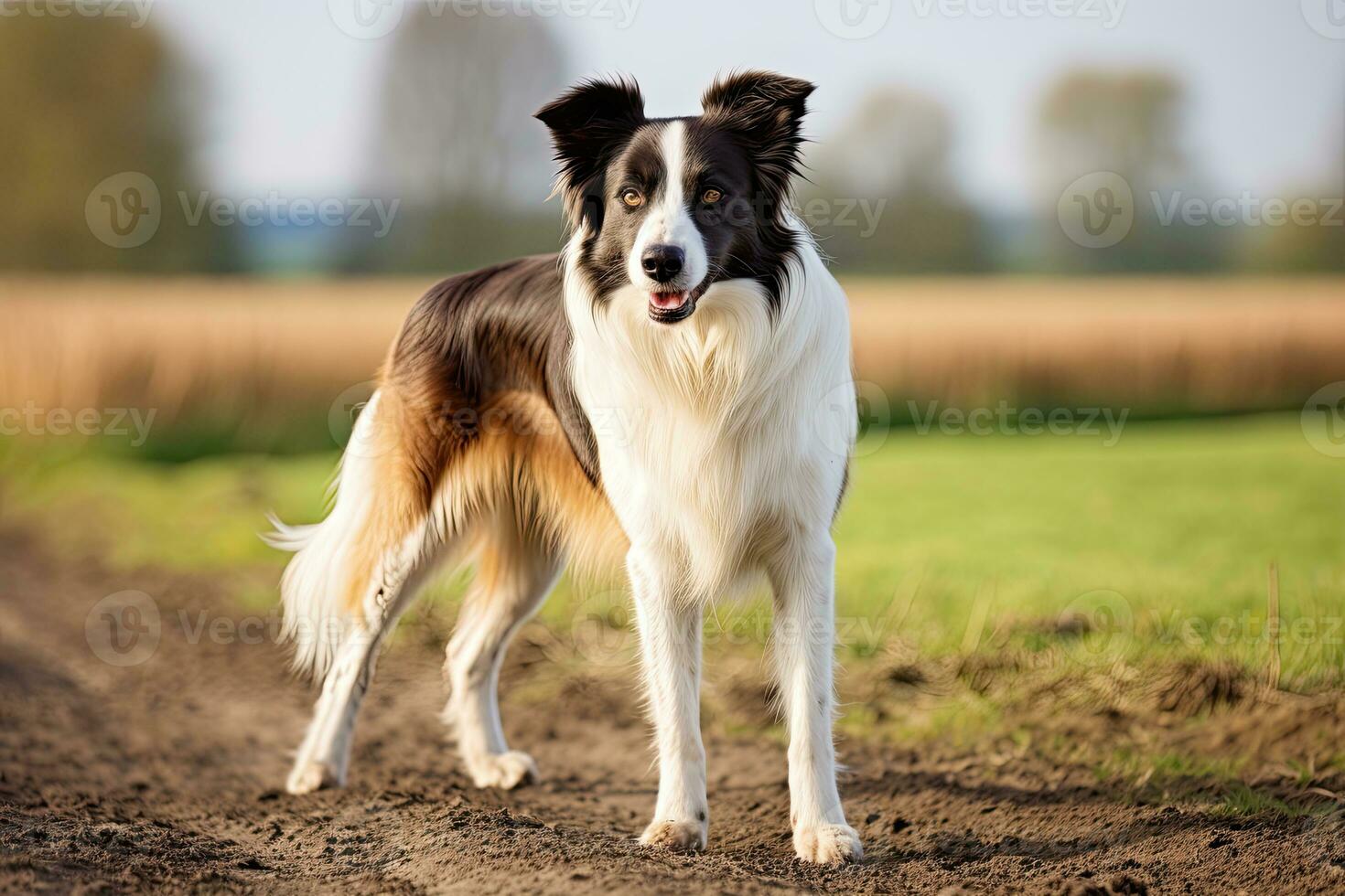 ai genererad realistisk gräns collie ClipArt foto