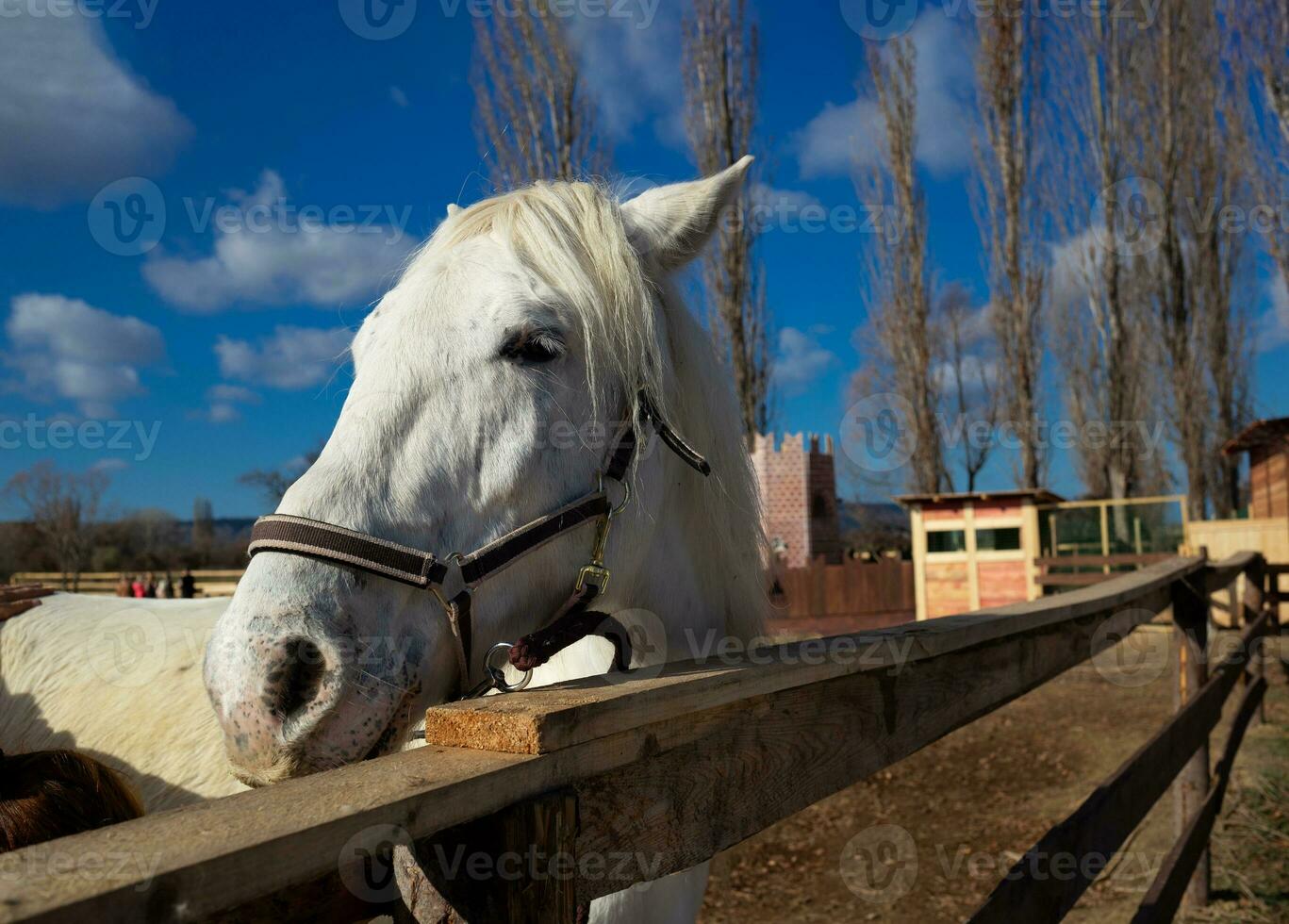 skön vit häst i de djur- penna på de ranch i de by foto