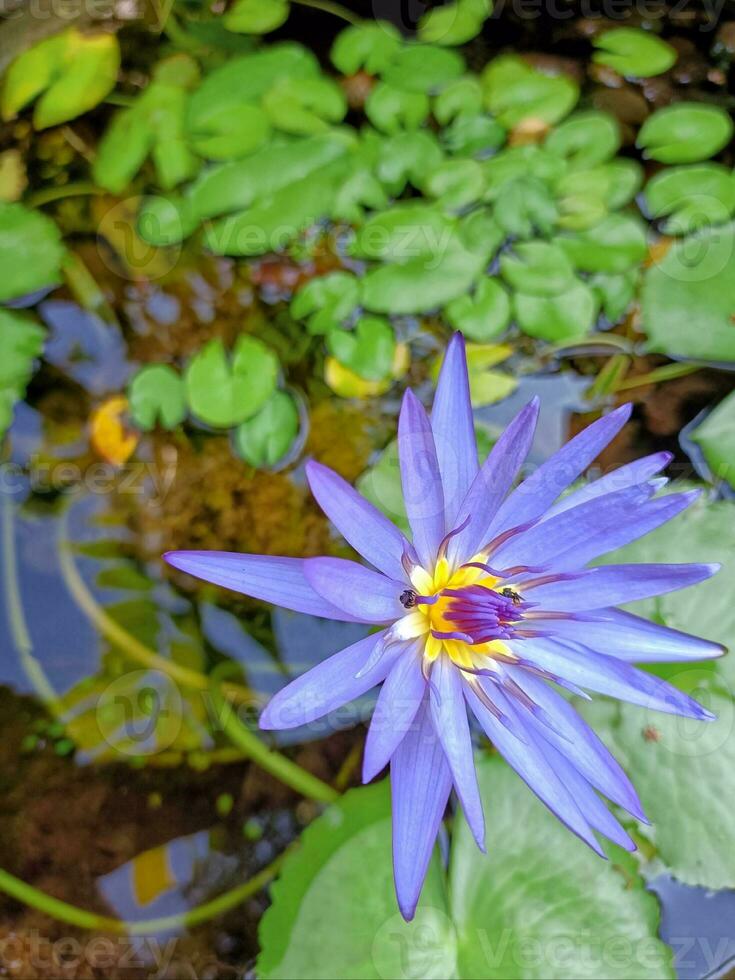 blå stjärna vatten lilja, eller blå lotus blomma, nymphaea stellat foto
