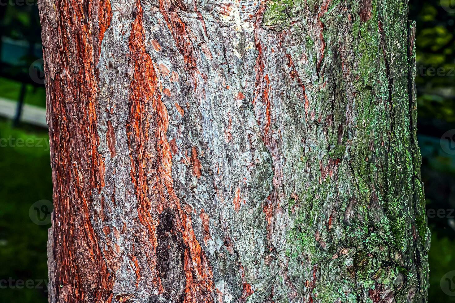 pinus bark närbild. de textur av de trunk av pinus sylvestris l. bakgrund från levande trä. skog natur hud. foto