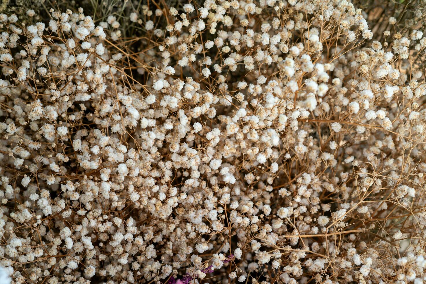 liten brun torkades blommor mönster bakgrund foto