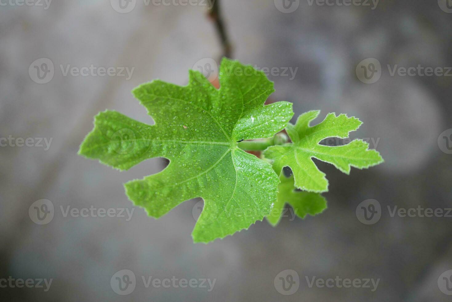 makro närbild ung färsk fikon löv medan den har varit besprutning med gödselmedel lösning , de gödsling procedur av de fikon träd i en pott. selektiv fokus. foto