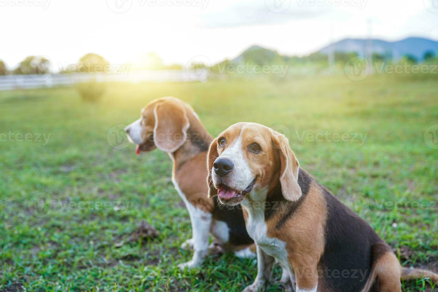 beagle hundar Sammanträde på de grön gräs i äng. foto