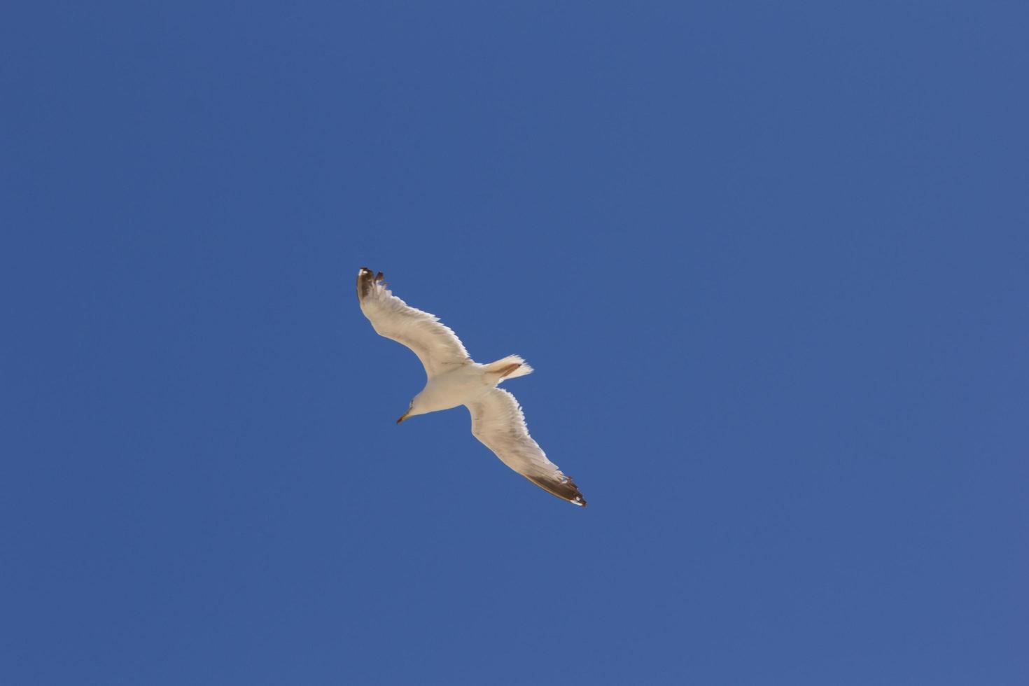 mås, fågel som vanligtvis är till sjöss. foto