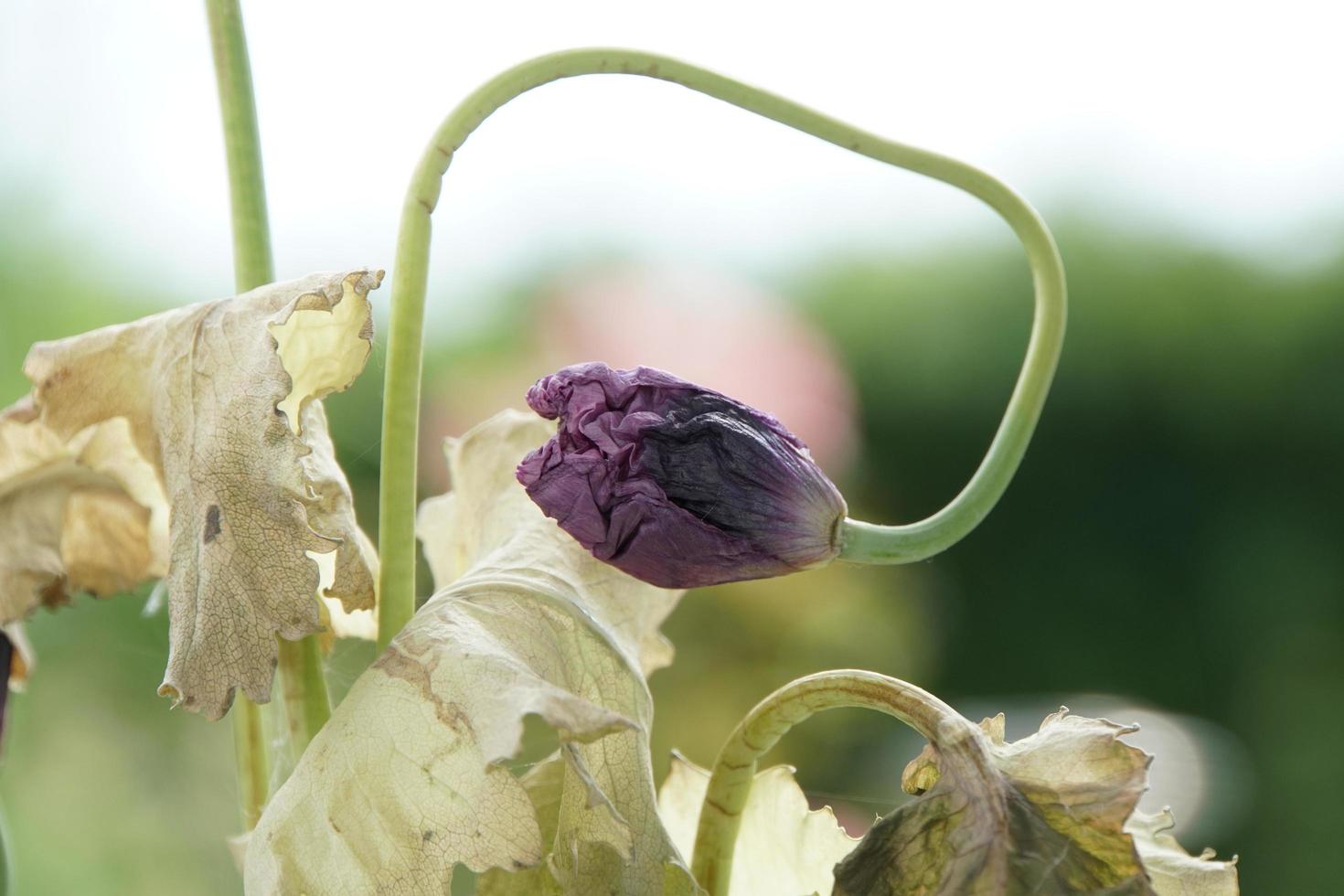 detalj av vacker lila vallmoblomma i den gröna trädgården. natur bakgrund. foto