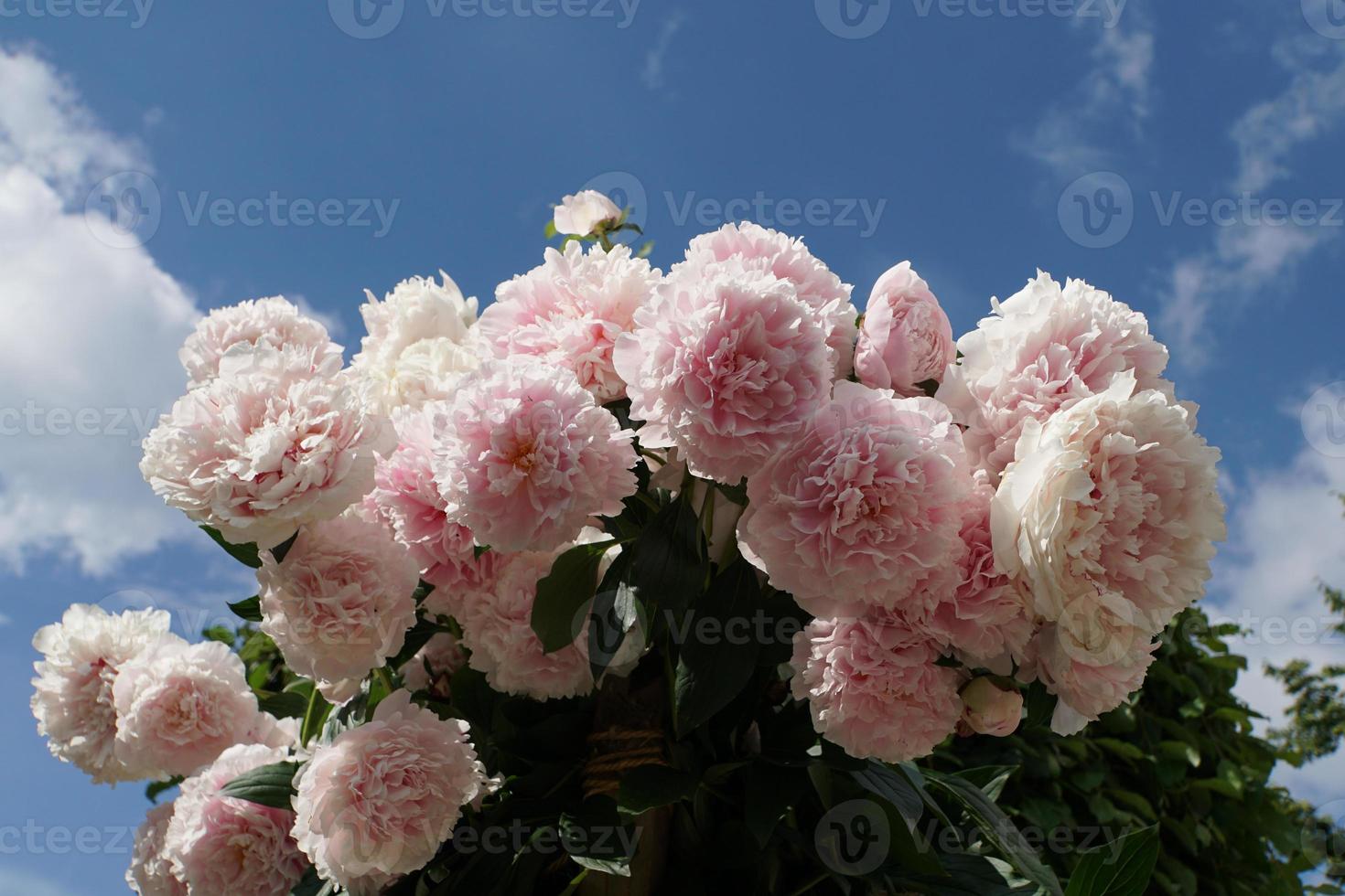 mjukrosa paeonia lactiflora, vackra stora pionblommor i trädgården. blå himmel och vita moln bakgrund. foto