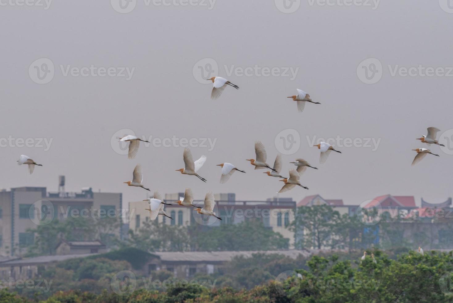 en flock boskapsegrar flyger på fältet foto