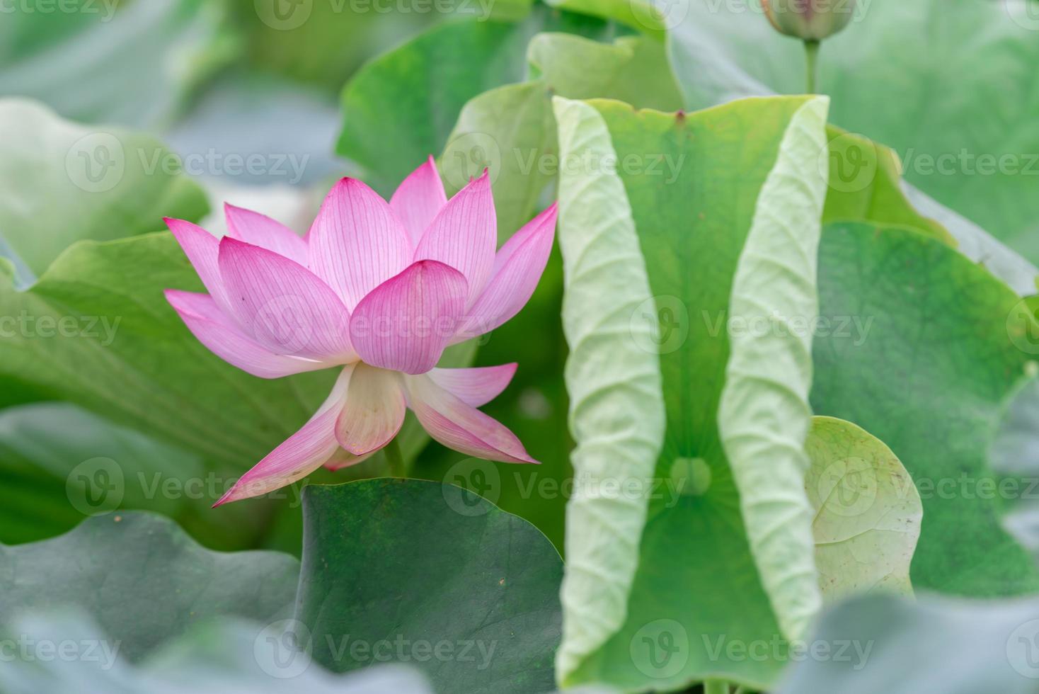 en rosa lotusblomma på en grön lotusbladsbakgrund foto