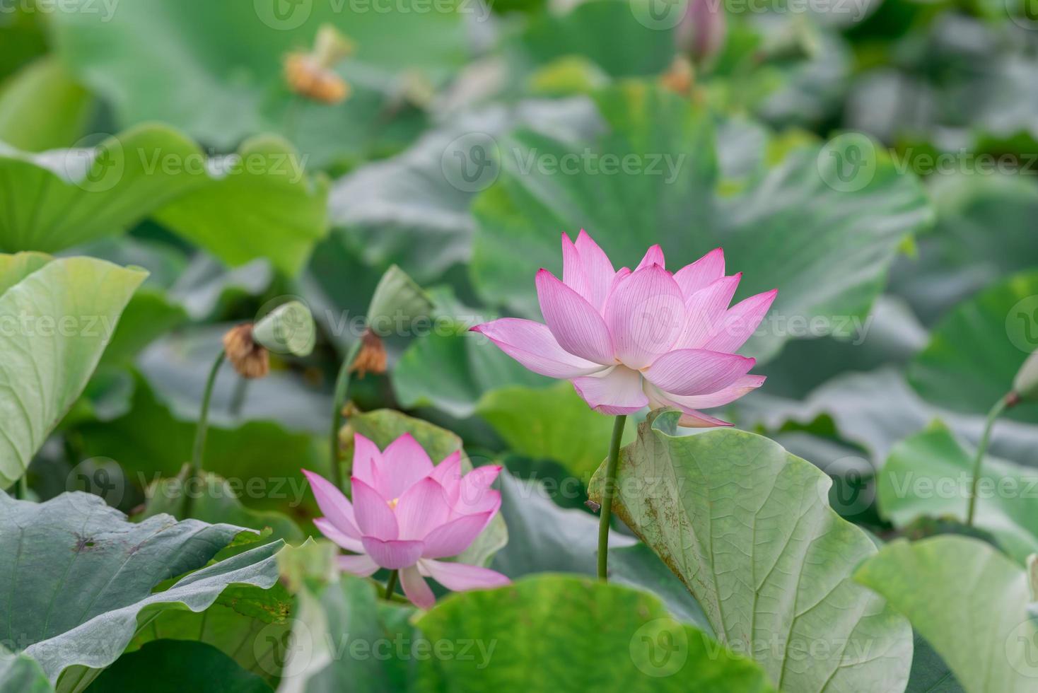 det finns många rosa lotusblommor i lotusdammen foto