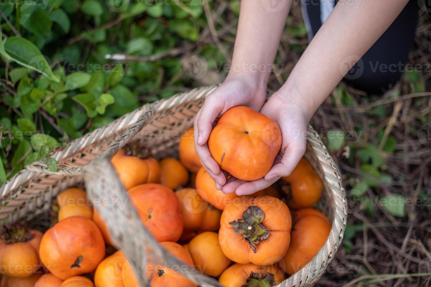 ta ut en persimmon från persimmonkorgen för hand foto