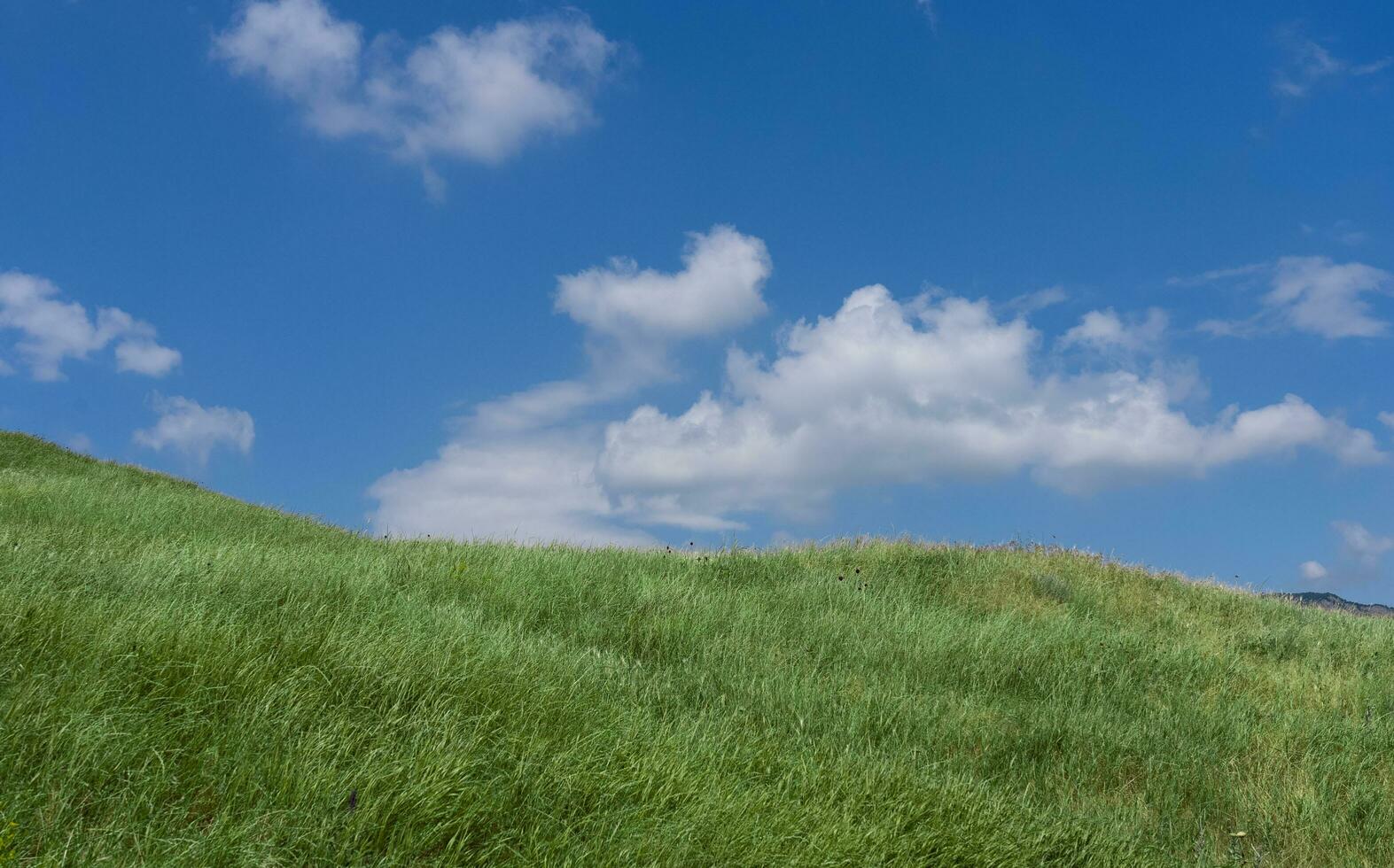 landskap av grön äng och blå himmel i sommar foto