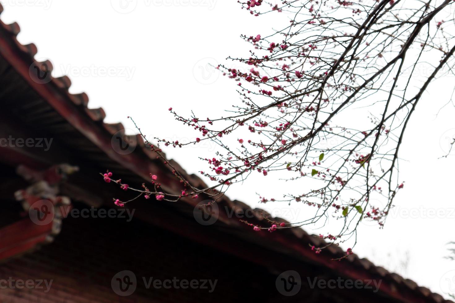 de rosa plommonblommorna i buddhistiska tempel är öppna foto