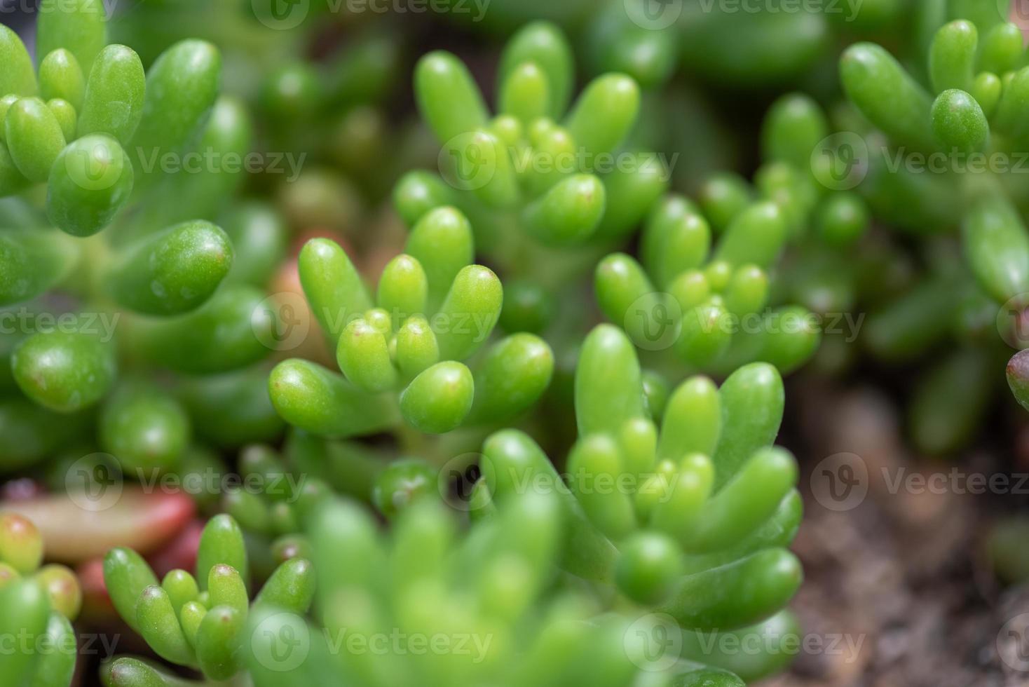 små och härliga saftiga växter av olika sorter foto