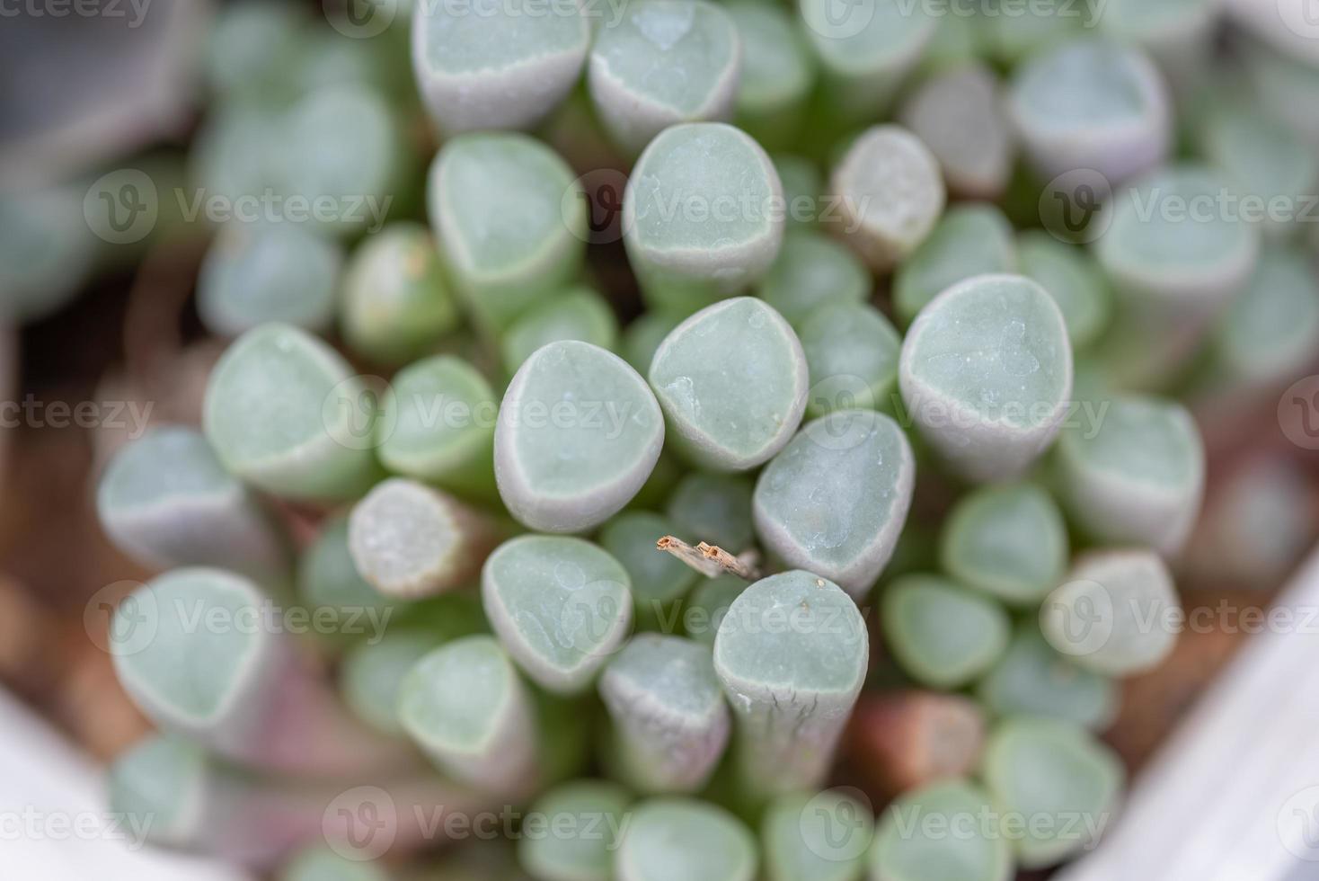 små och härliga saftiga växter av olika sorter foto
