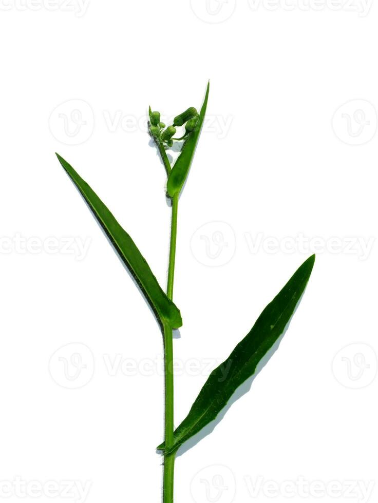 stänga upp röd gräs, jätte vass, bra vass växt på vit bakgrund foto