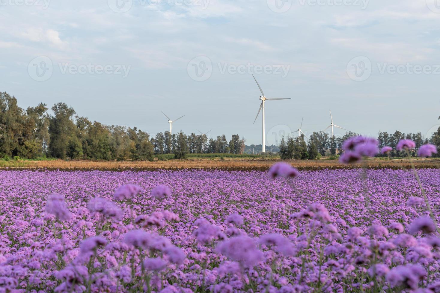 åkrarna är täckta med lila verbena och vindkraftverk foto