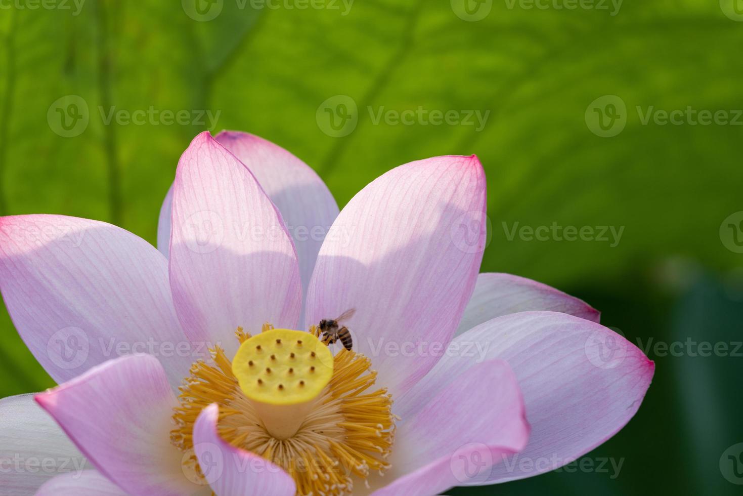 rosa lotus i sommar lotusdamm foto