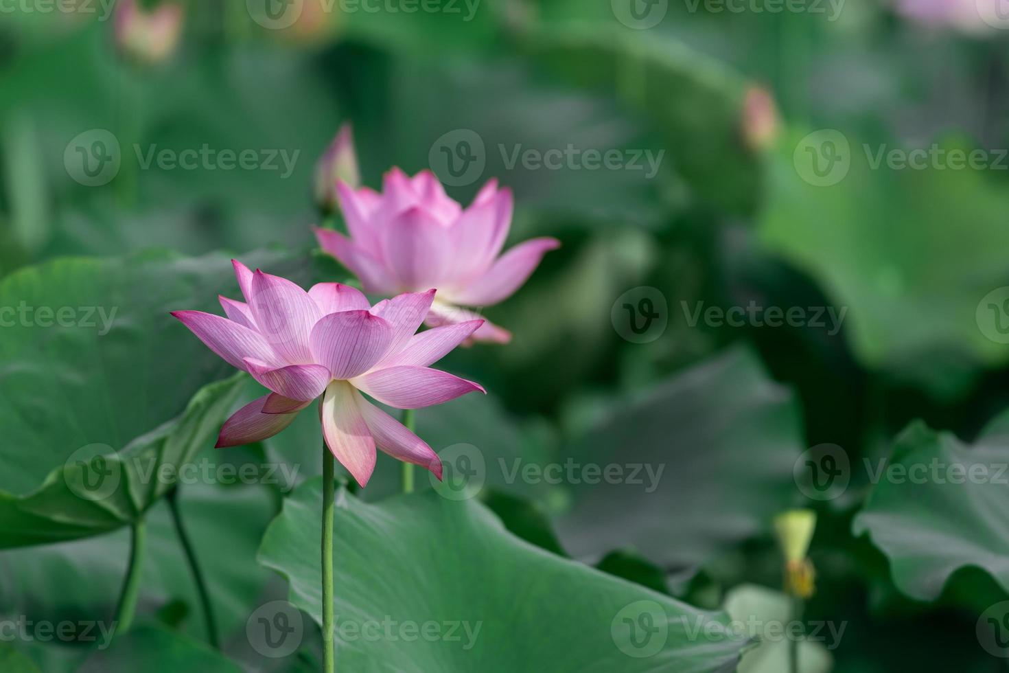 de rosa lotusblommorna blommar på sommaren foto