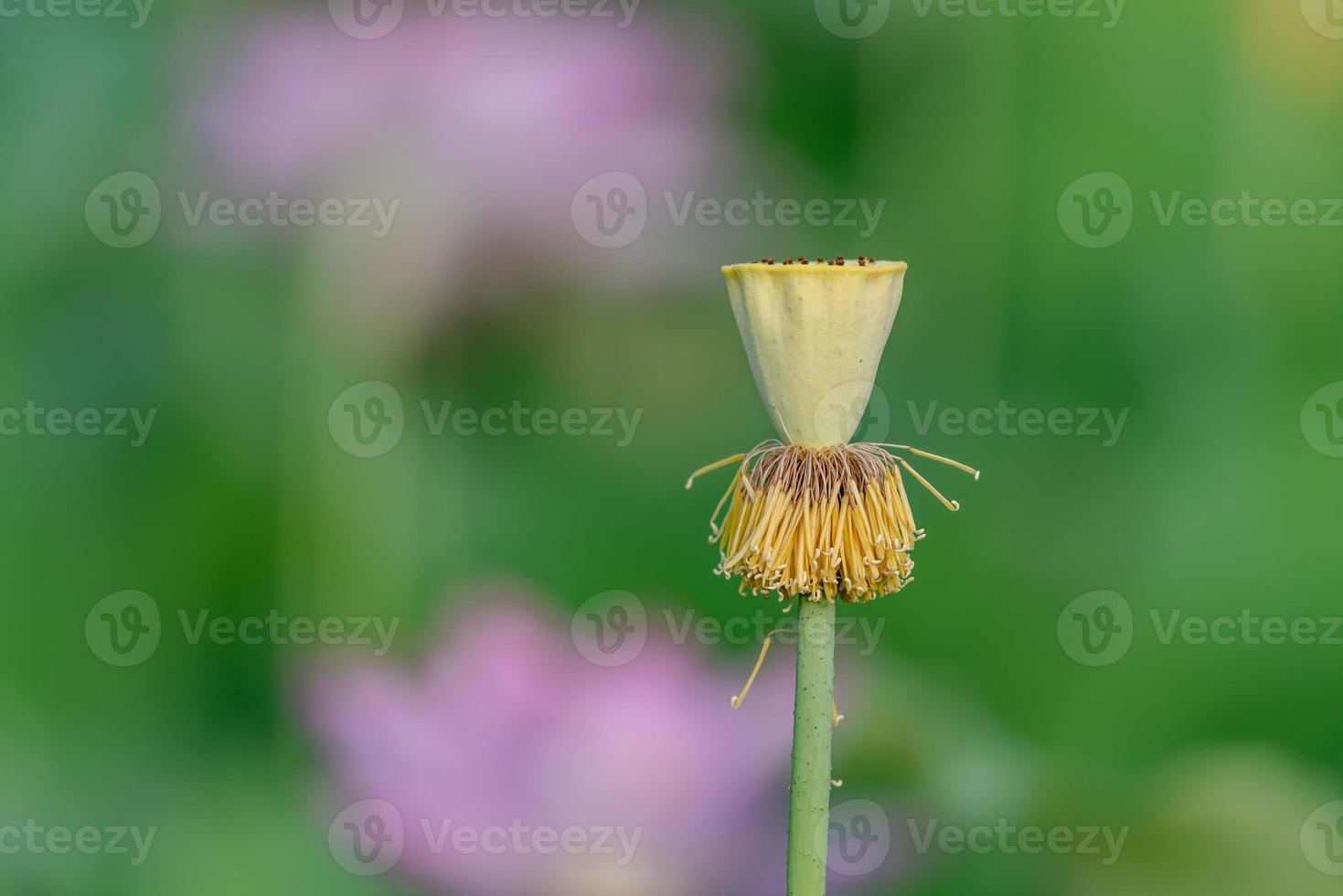 lotusens lotusstolpe håller djuren foto